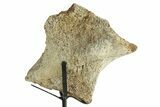 Fossil Dinosaur (Triceratops) Skull Section - South Dakota #363631-2